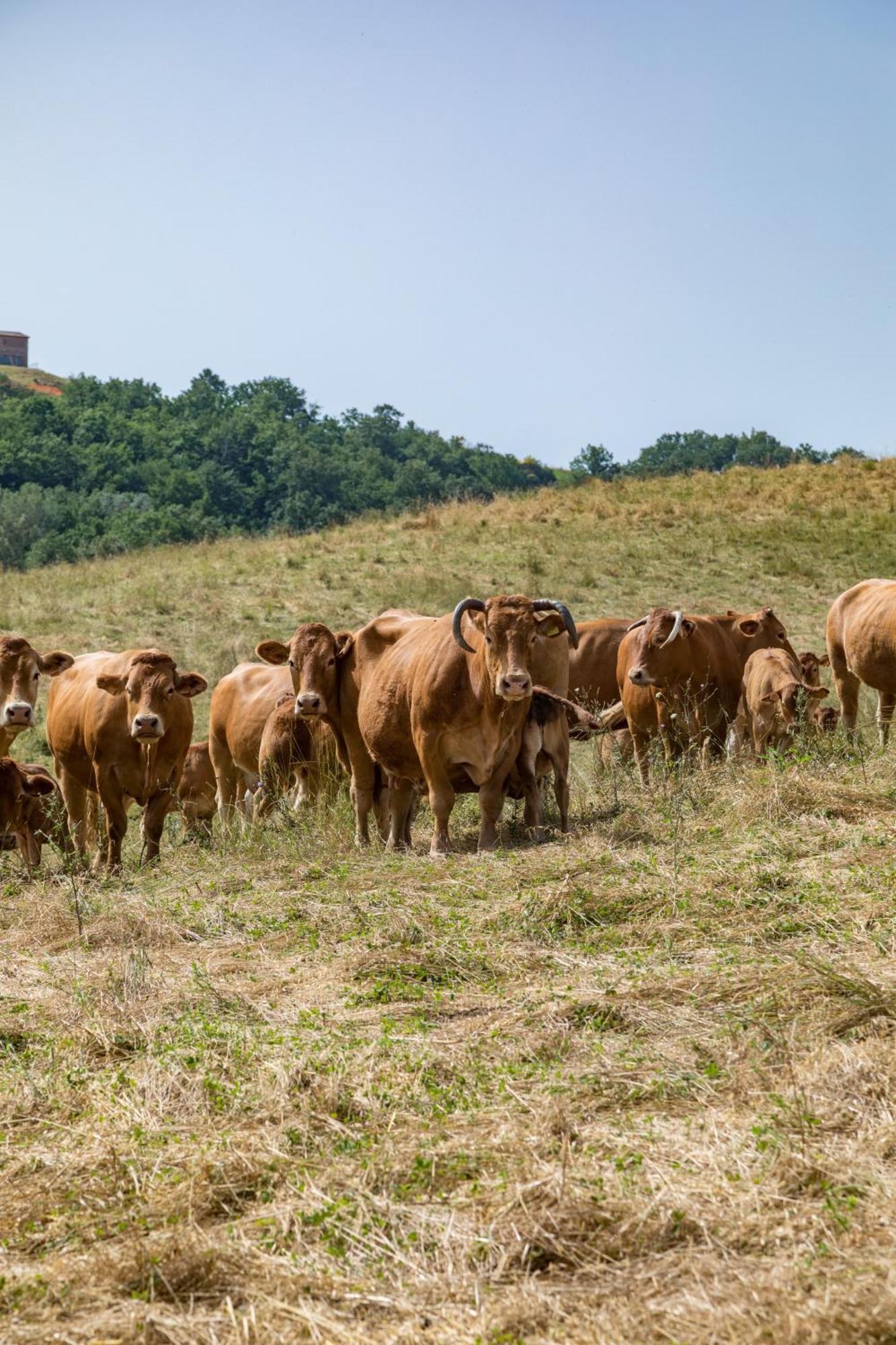 Villa Agriturismo Tenuta La Campana Asciano Ngoại thất bức ảnh